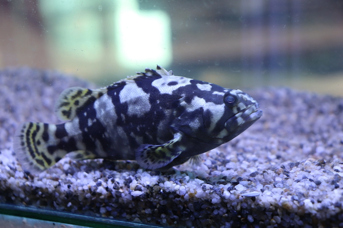 Echo Grouper