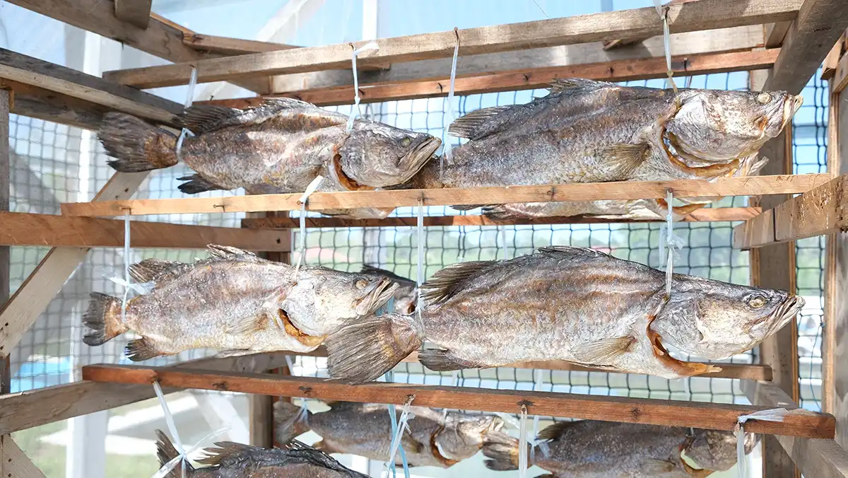 Live Salted fish