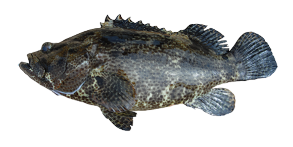 Streaked Spinefoot